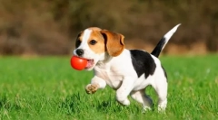 Бигл кученца (слики): надлежна нега за симпатична храна